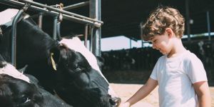 happy-kid-feeding-cows-picture-id545787054.jpg