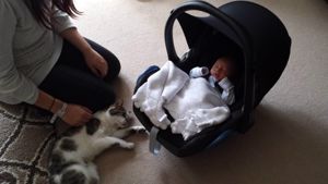 cat and baby introducing.jpg