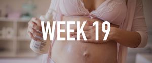 Your Pregnancy at Week 19