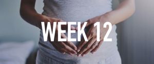 Your Pregnancy at Week 12