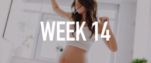Your Pregnancy at Week 14