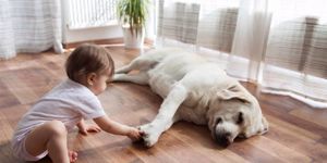 baby girl playing gently with cream Labrador 