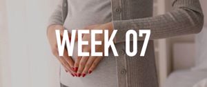 Your Pregnancy at Week 7 