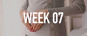 Your Pregnancy at Week 7